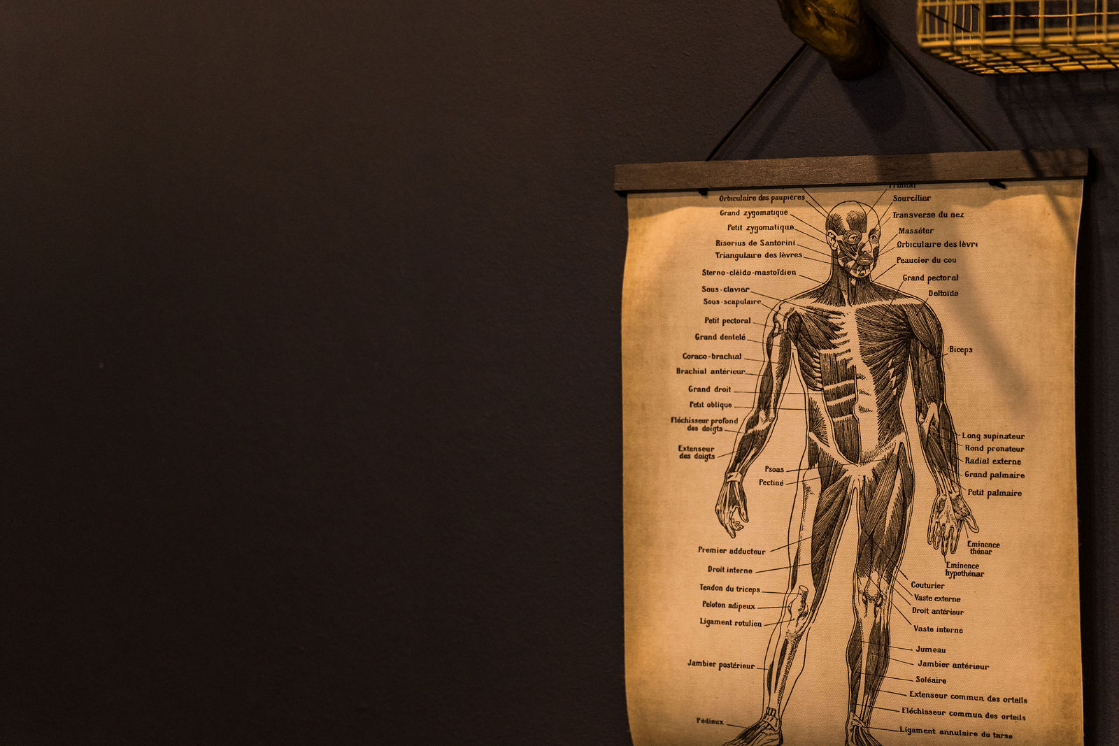 A vintage anatomical muscle chart hanging on the studio wall at Physio by Design